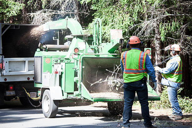 Best Tree Preservation Services  in Galt, CA